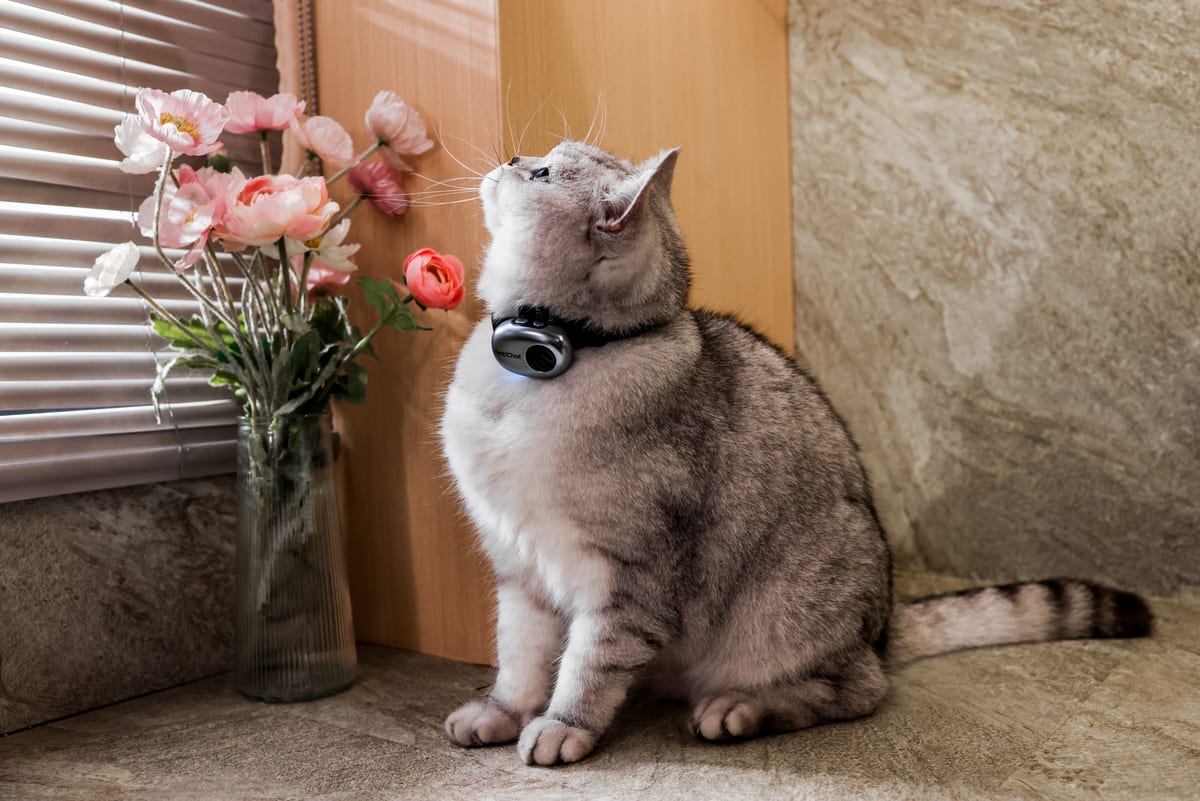 PettiChat